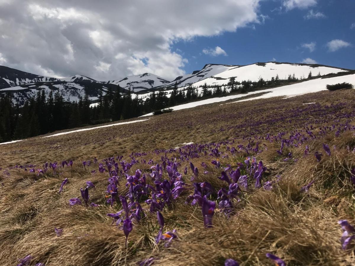 Alpin Eco Chalet & Wellness ドラゴブラト エクステリア 写真